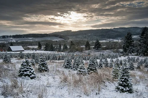 Christmas tree farm